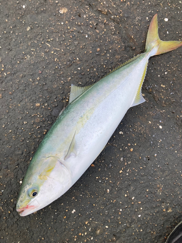 イナダの釣果