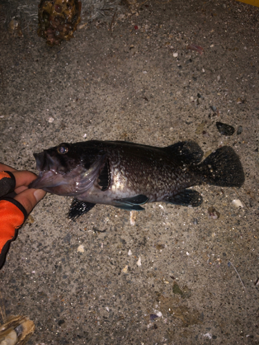 ベッコウゾイの釣果