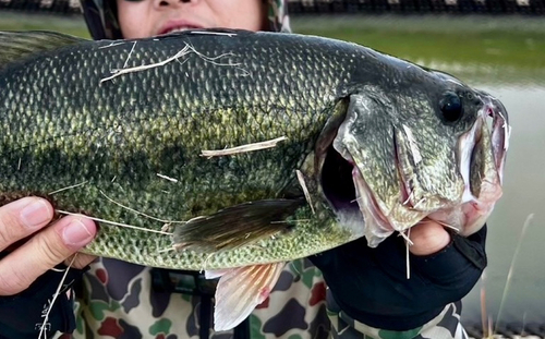 ブラックバスの釣果