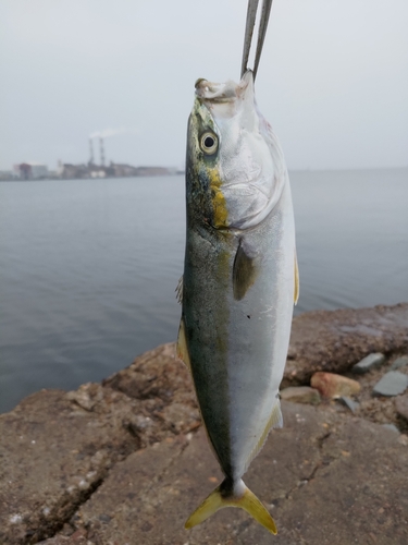 ハマチの釣果