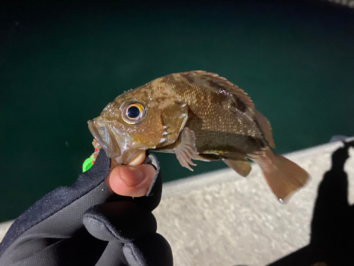 ガヤの釣果