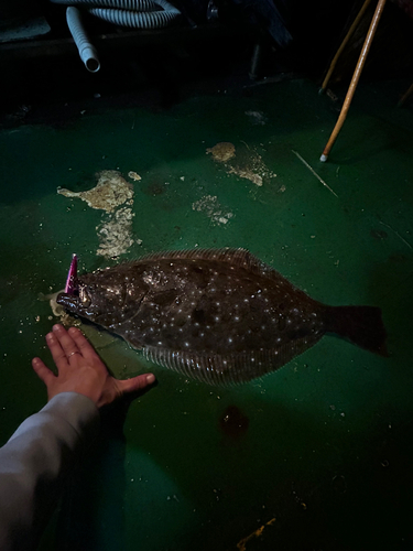 ヒラメの釣果