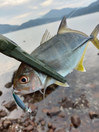 メッキの釣果