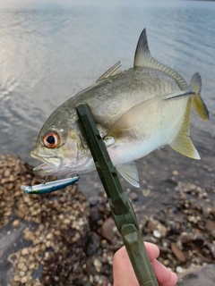 メッキの釣果