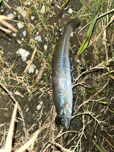 キスの釣果