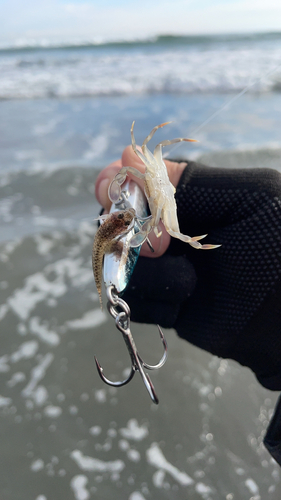 コチの釣果