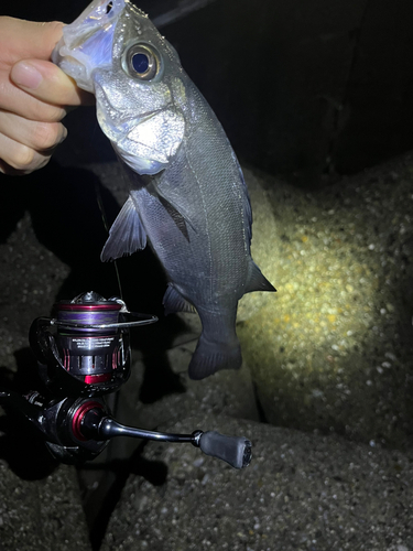 セイゴ（マルスズキ）の釣果