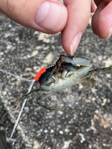 ワタリガニの釣果