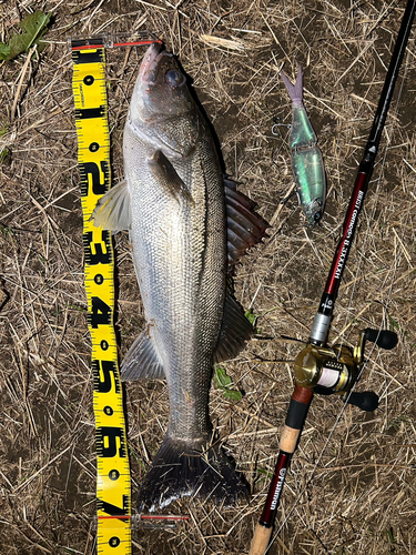 シーバスの釣果