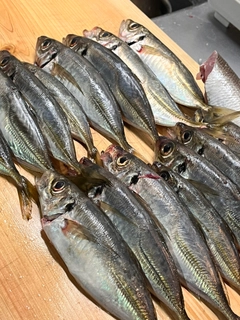 カマスの釣果