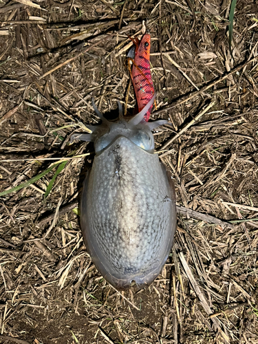 シリヤケイカの釣果