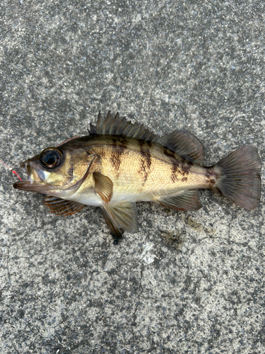 アオメバルの釣果