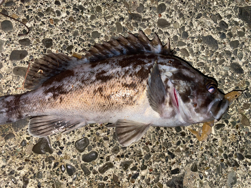 クロソイの釣果