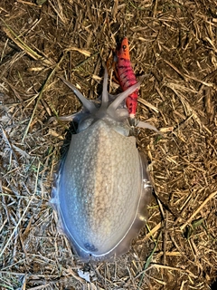 シリヤケイカの釣果