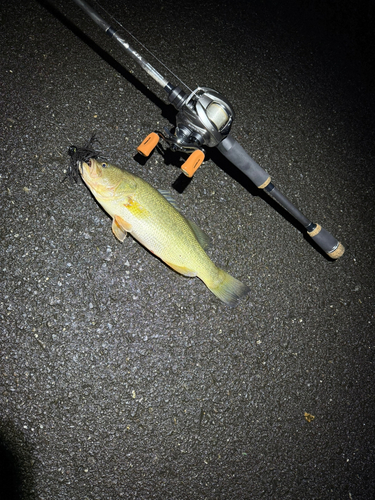 ブラックバスの釣果