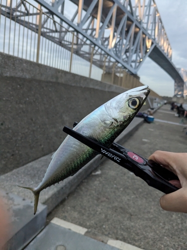 サバの釣果