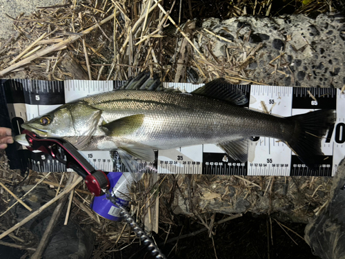 スズキの釣果