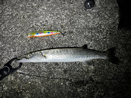 オニカマスの釣果