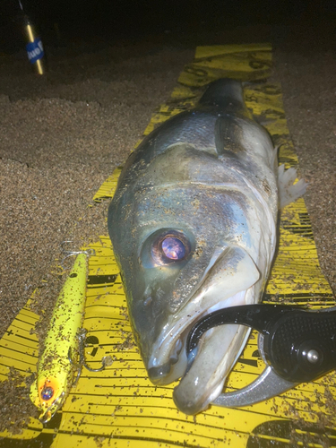 シーバスの釣果