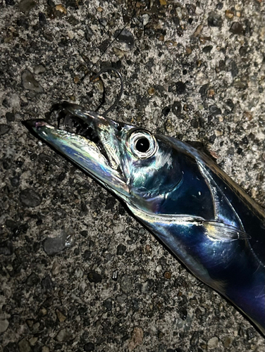 タチウオの釣果