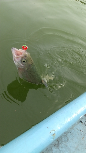 レインボートラウトの釣果