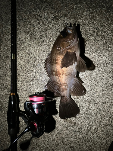 メバルの釣果