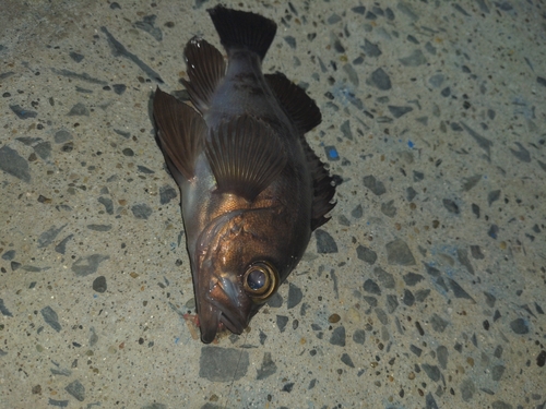 メバルの釣果