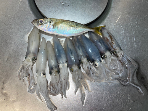 ヒイカの釣果