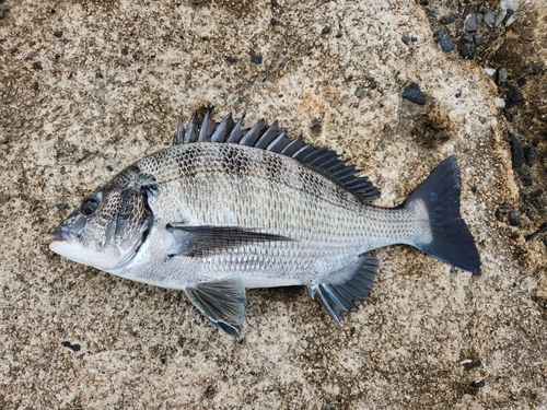 チヌの釣果