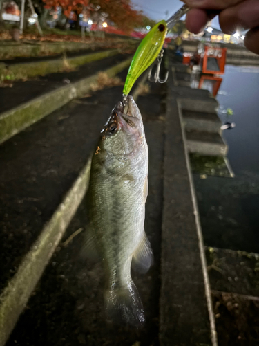 ブラックバスの釣果