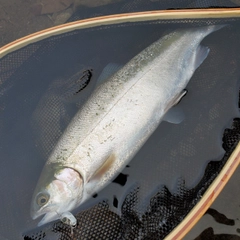 ニジマスの釣果