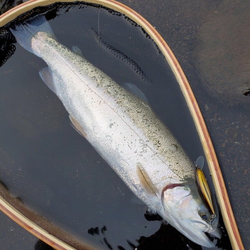 ニジマスの釣果