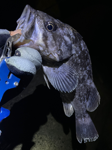 クロソイの釣果