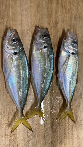 アジの釣果