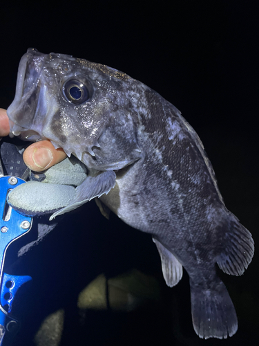 クロソイの釣果