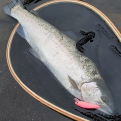 ニジマスの釣果