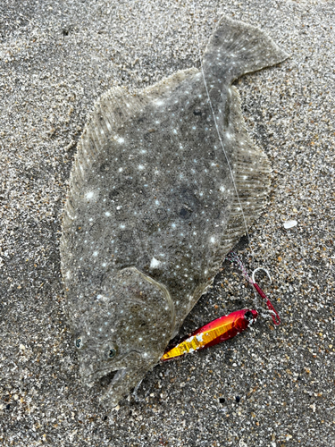 ソゲの釣果