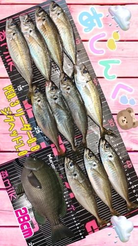 アジの釣果