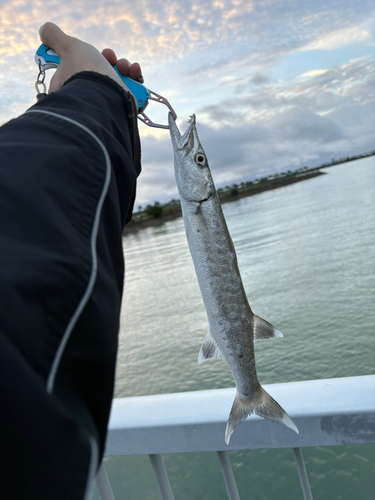 カマスの釣果