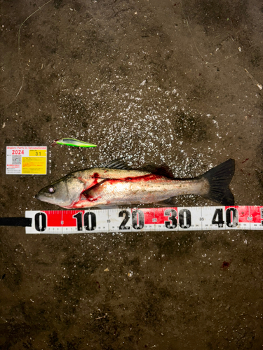 シーバスの釣果