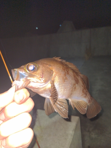 メバルの釣果