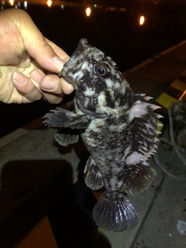 オウゴンムラソイの釣果