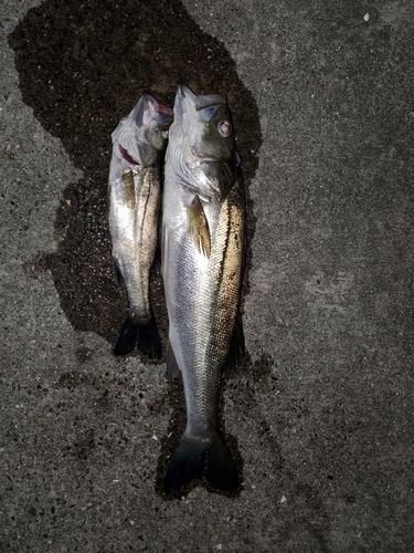 シーバスの釣果