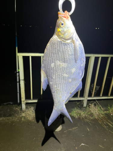 ダントウボウの釣果