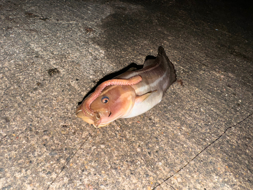 ゴンズイの釣果