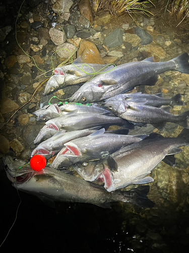 シーバスの釣果