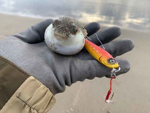 クサフグの釣果