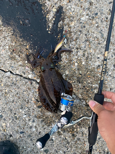 アオリイカの釣果