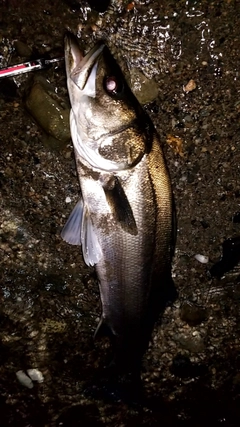 シーバスの釣果