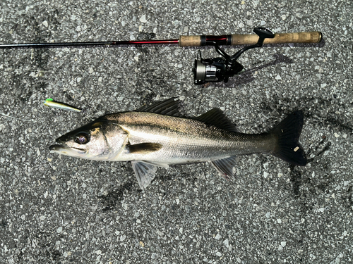 シーバスの釣果